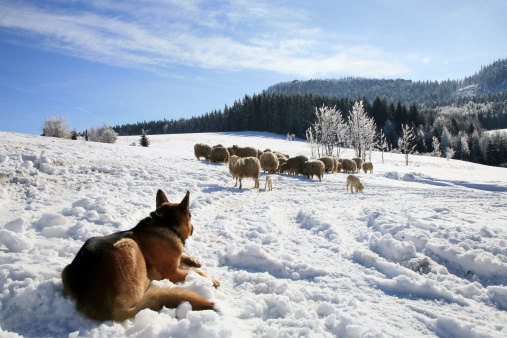 German Shepherd guarding herd of sheep feeding Skudde. Winter on the farm.