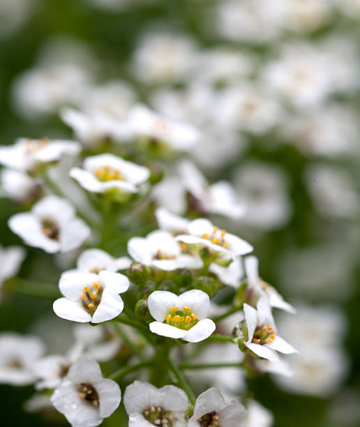 istock Field of white flowers 186693466