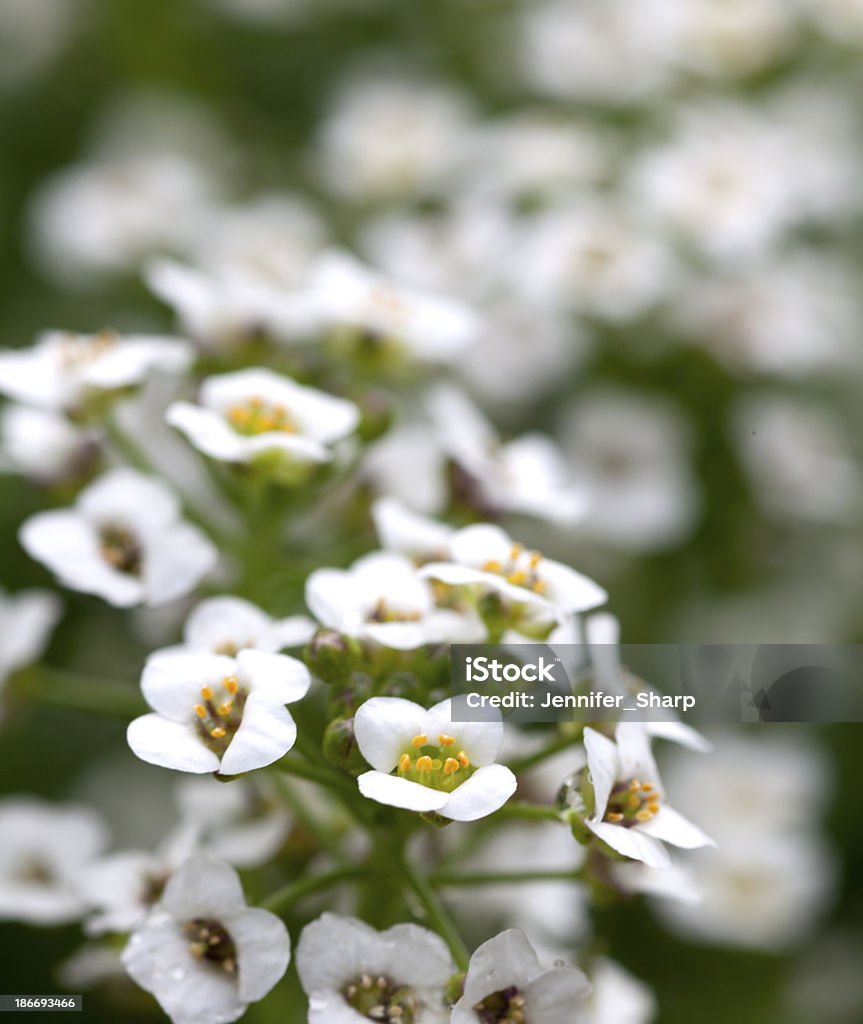 Campo de flores brancas - Foto de stock de Beleza royalty-free