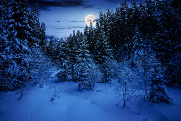 istock winter scenery with snow covered glade among fir forest at night 1866936823