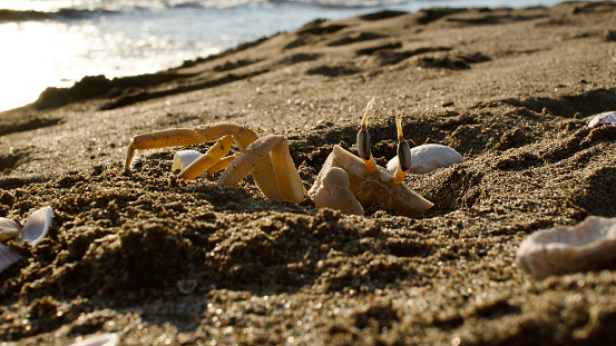 Crab living on the Mediterranean and Aegean coasts.
