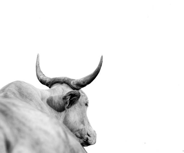 istock Cow with Long Horns 1866946160