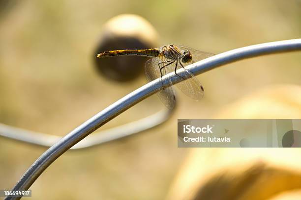 Libelle Stockfoto und mehr Bilder von Abwarten - Abwarten, Baugewerbe, Biologie