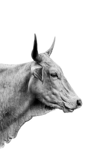 Black and white portrait of side profile of white adult cow with long horns and muscular face. Fine art silhouette with white background