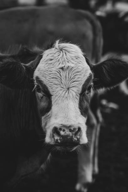 istock Just a baby cow 1866950391