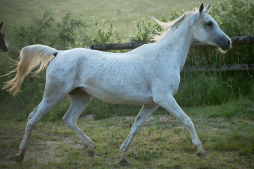 Great shoot of spotted white steed