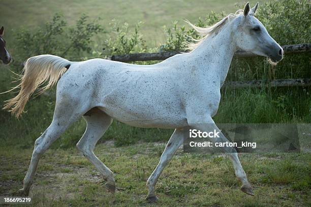 Foto de Excelente Foto De Cavalo Malhado De Branco e mais fotos de stock de Animal - Animal, Cavalo - Família do cavalo, Correr
