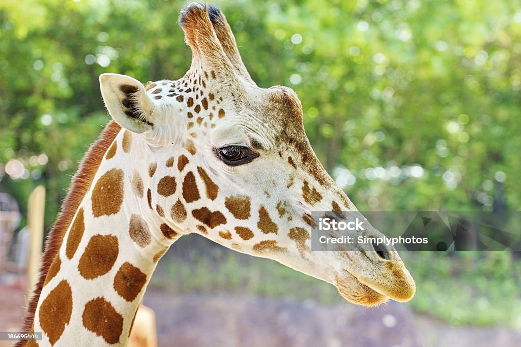 Giraffe Portrait Portrait of a giraffe, focus on eye and face with blurred background. Animal Stock Photo