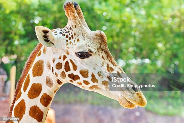 Giraffe Portrait Stock Photo - Download Image Now - Animal, Animal Body Part, Animal Eye