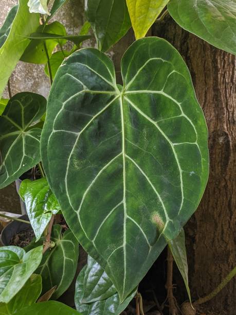 istock Anthurium Magnificum beautiful tropical plants 1866955021