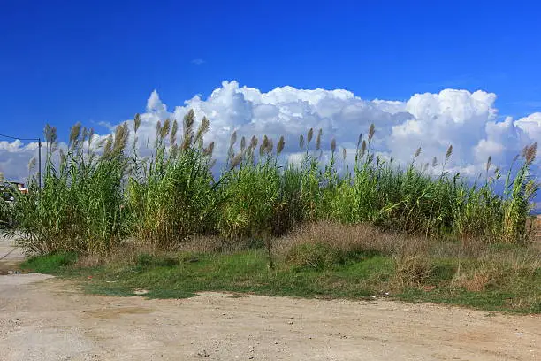 Photo of High grass and clouded sky