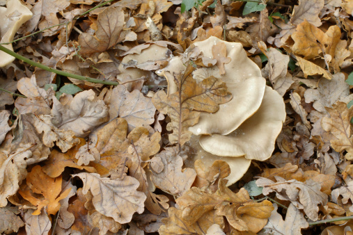 The clouded agaric (Clitocybe nebularis) is common in UK mixed and confierous forests. Shown here is part of a mushroom circle or 'fairy ring' on the floor of a damp mixed woodland. The fallen leaves – here, mostly oak – are already beginning to form a fertile mulch, a nutrient-rich base for new plants to grown in. Clouded agaric is not exactly recommended in the good food guide, but may be edible in small amounts and is said to be tasty.