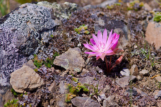 One Bitterroot Blossom A single Bitterroot blooming in an environment that few plants can survive. The beautiful flowers emerge around Mother's Day each year at the Bison Range in western Montana. lewisia rediviva stock pictures, royalty-free photos & images