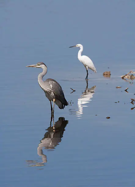 Grey Heron/Great Egret reflection on a spanish lake