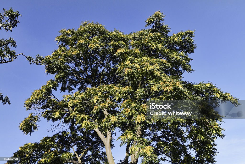 Battenti semi su albero del cielo di settembre - Foto stock royalty-free di Albero
