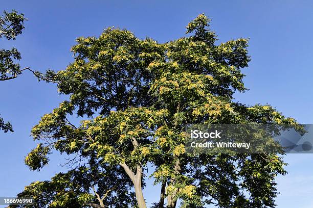 Battenti Semi Su Albero Del Cielo Di Settembre - Fotografie stock e altre immagini di Albero - Albero, Ambientazione esterna, Autunno