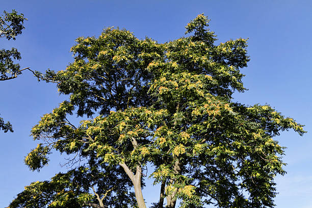 voando sementes em tree of heaven em de setembro de - ailanthus glandulosa - fotografias e filmes do acervo
