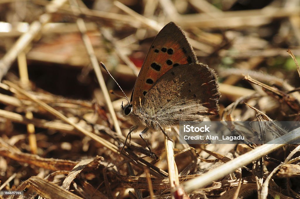 Lycaena Phlaes, U. K. - Foto de stock de Animal selvagem royalty-free
