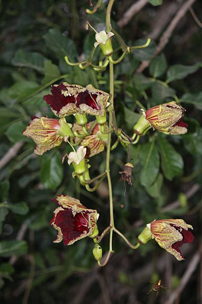 istock Kigelia Sausage tree Flowers 186697319