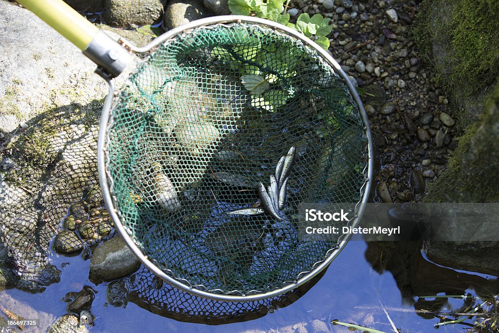 electrofishing - Foto stock royalty-free di Acqua
