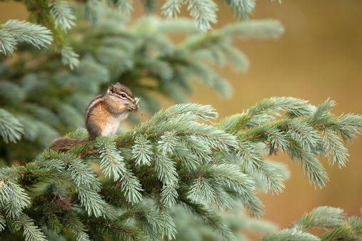 A young Uinta chipmunk perches on a spruce tree and consumes dandelion seeds in the Kawuneeche Valley of Rocky Mountain National Park, Colorado.