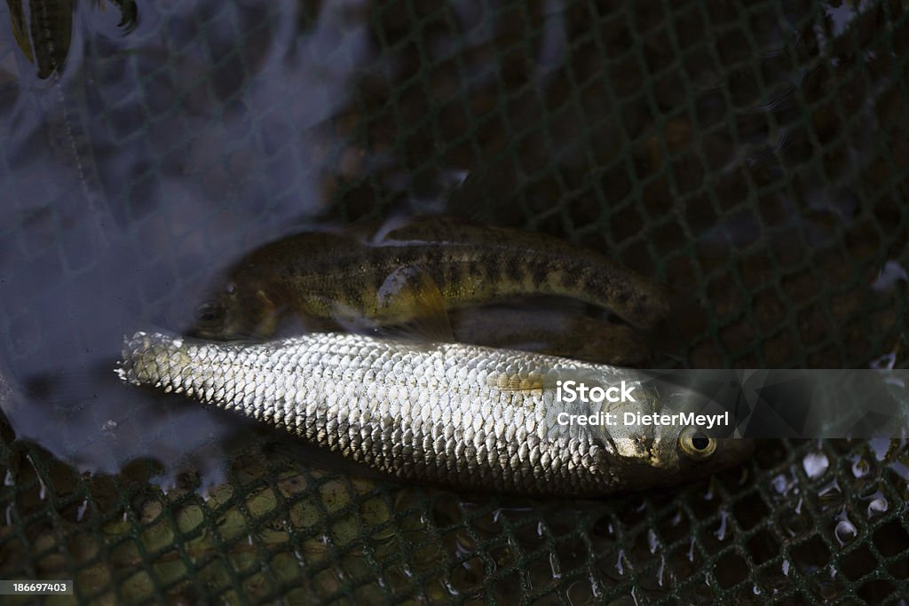 electrofishing - Photo de Pollution de l'eau libre de droits