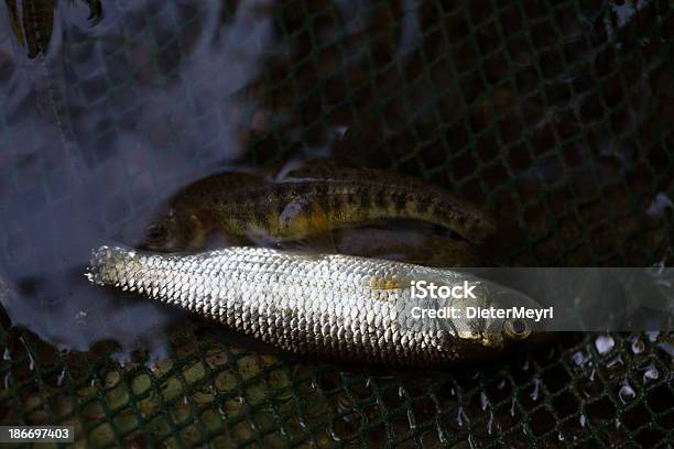 Electrofishing - Fotografias de stock e mais imagens de Poluição de Água - Poluição de Água, Acidente - Conceito, Acidentes e Desastres