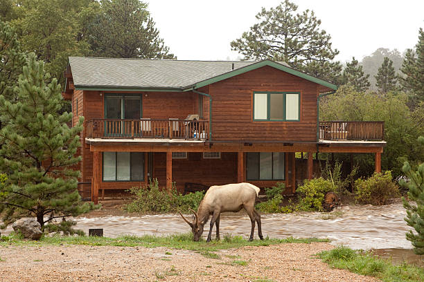 home inondations que les élans grazes estes park, dans le colorado - big thompson river photos et images de collection