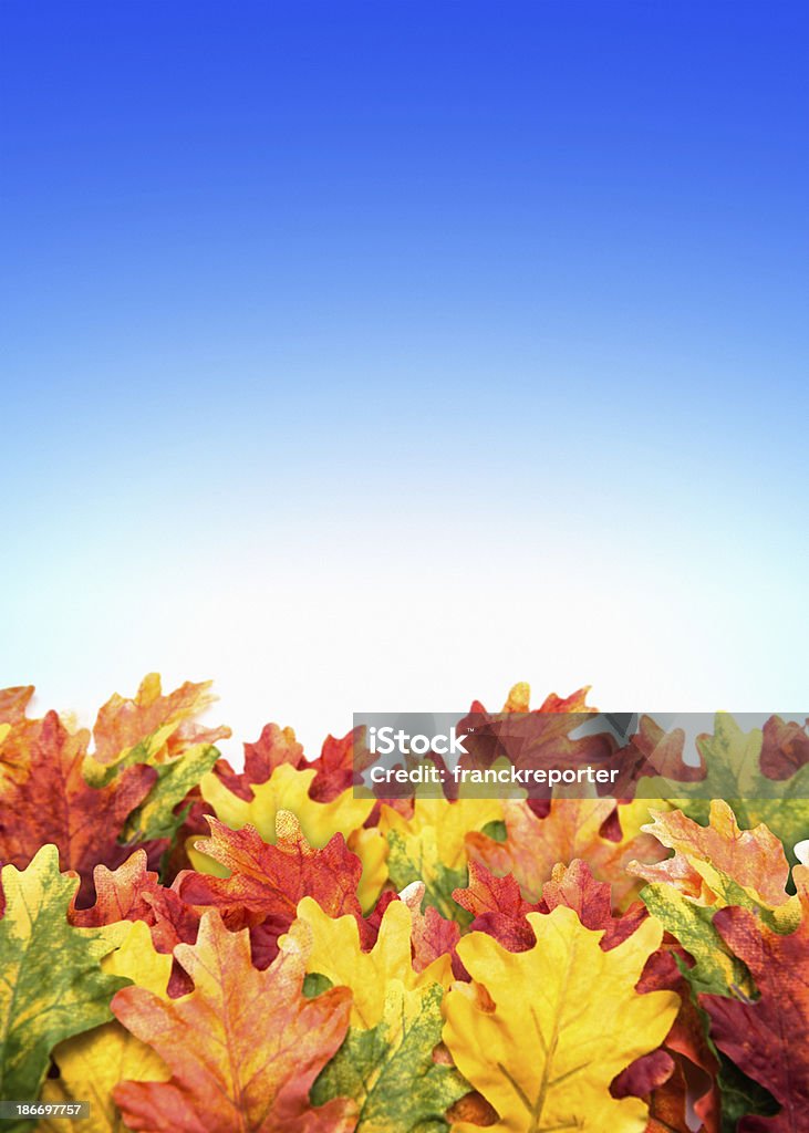 Foglie di acero autunno in sfondo blu - Foto stock royalty-free di Acero