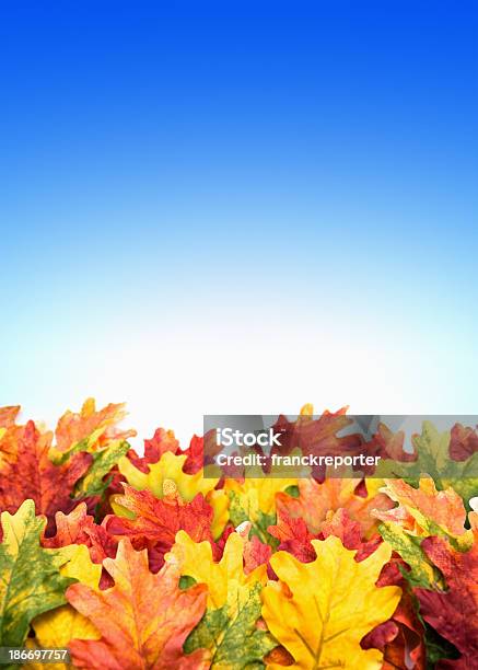 Foglie Di Acero Autunno In Sfondo Blu - Fotografie stock e altre immagini di Acero - Acero, Autunno, Cielo