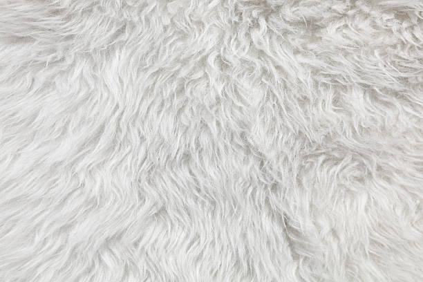 istock Wool background. Detail of sheep fur 186697790