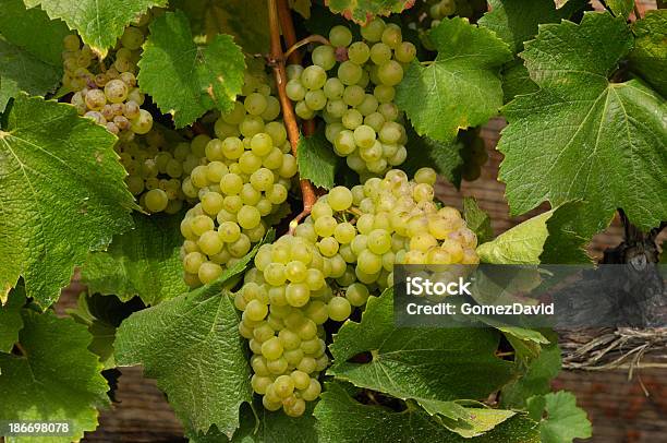 Closeup Of Organic Chardonnay Вино И Виноград На Виноградной Лозы — стоковые фотографии и другие картинки Без людей