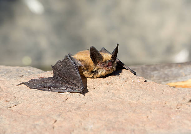 Townsend's Big Earred Bat, Oregon, US A Townsend's Big Earred bat resting on a rock, Oregon, USA. bat animal stock pictures, royalty-free photos & images