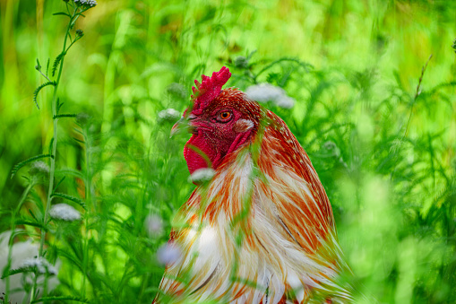 The Majestic Crimson-Feathered Rooster: A Captivating Portrait from the Farm. Beautiful red rooster on the farm. rooster portrait.