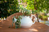 Various green plants in porcelain teapot on a wooden table