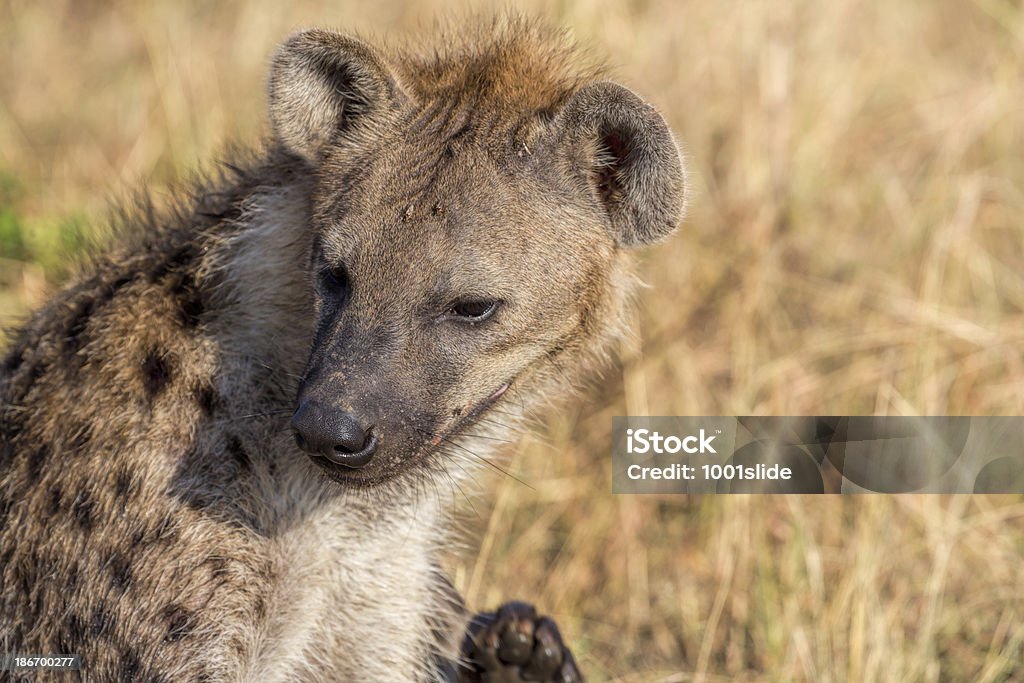 Hiena malhada-concentrada para o nariz - Royalty-free Animais caçando Foto de stock