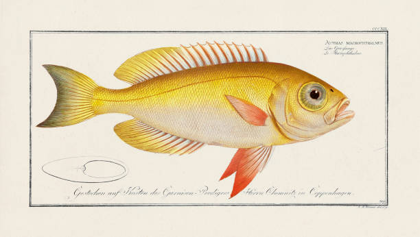 istock Vintage Fish Illustration. 18th Century German Fish Art 1867008393