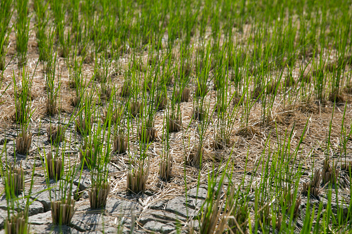Japanese rice plantation during harvest season in the Niigata prefecture, Japan..