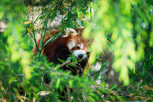 Red panda bear climbing tree. close-up of a rare red panda in forest on green tree