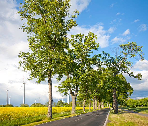 tipica viale di alberi - baumreihe foto e immagini stock