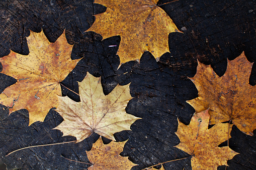 Full Frame Flat Lay Design of Real Autumn Maple Tree Leafs on a Table