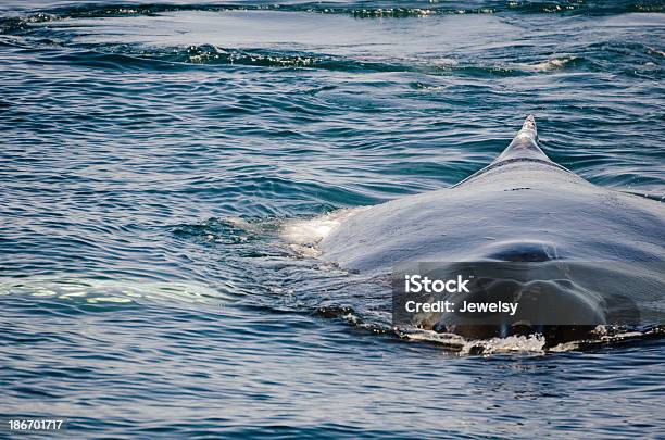 Baleiadebossas - Fotografias de stock e mais imagens de Animal selvagem - Animal selvagem, Atividade Recreativa, Baleia