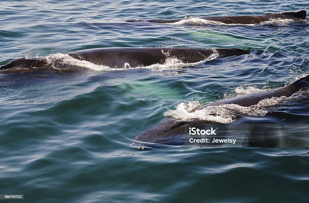 Baleias de-bossas - Royalty-free Abaixo Foto de stock