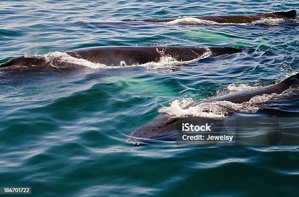 Baleias Debossas - Fotografias de stock e mais imagens de Abaixo - Abaixo, Animal, Animal selvagem