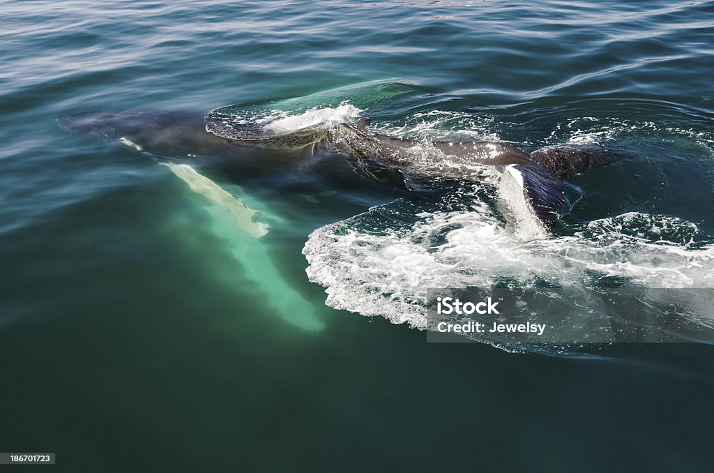 캘프 혹등 고래 - 로열티 프리 가슴지느러미 스톡 사진