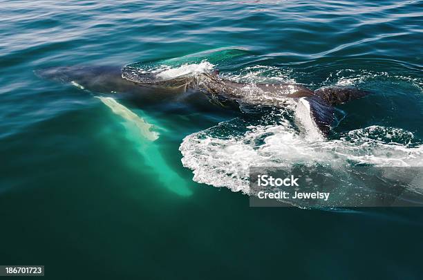 캘프 혹등 고래 가슴지느러미에 대한 스톡 사진 및 기타 이미지 - 가슴지느러미, 고래, 고래 새끼