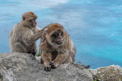 A pair of Barbary Macaque grooming on the Rock of Gibraltar with seascape in background.