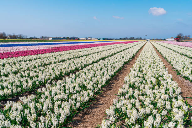 istock Mesmerizing Hyacinth Blossoms: Experiencing the Charm of Dutch Spring 1867017342