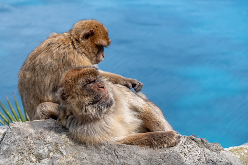 A pair of Barbary Macaque grooming on the Rock of Gibraltar with seascape in background.