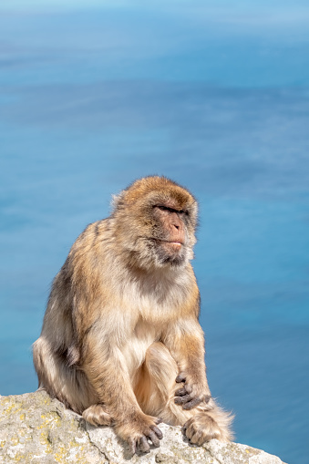 A Barbary Macaque sitting on a rock at the Rock of Gibraltar with seascape in the background.